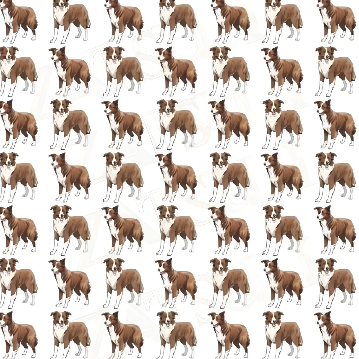 Chocolate and White Border Collie Wrapping Paper - Wrapping paper