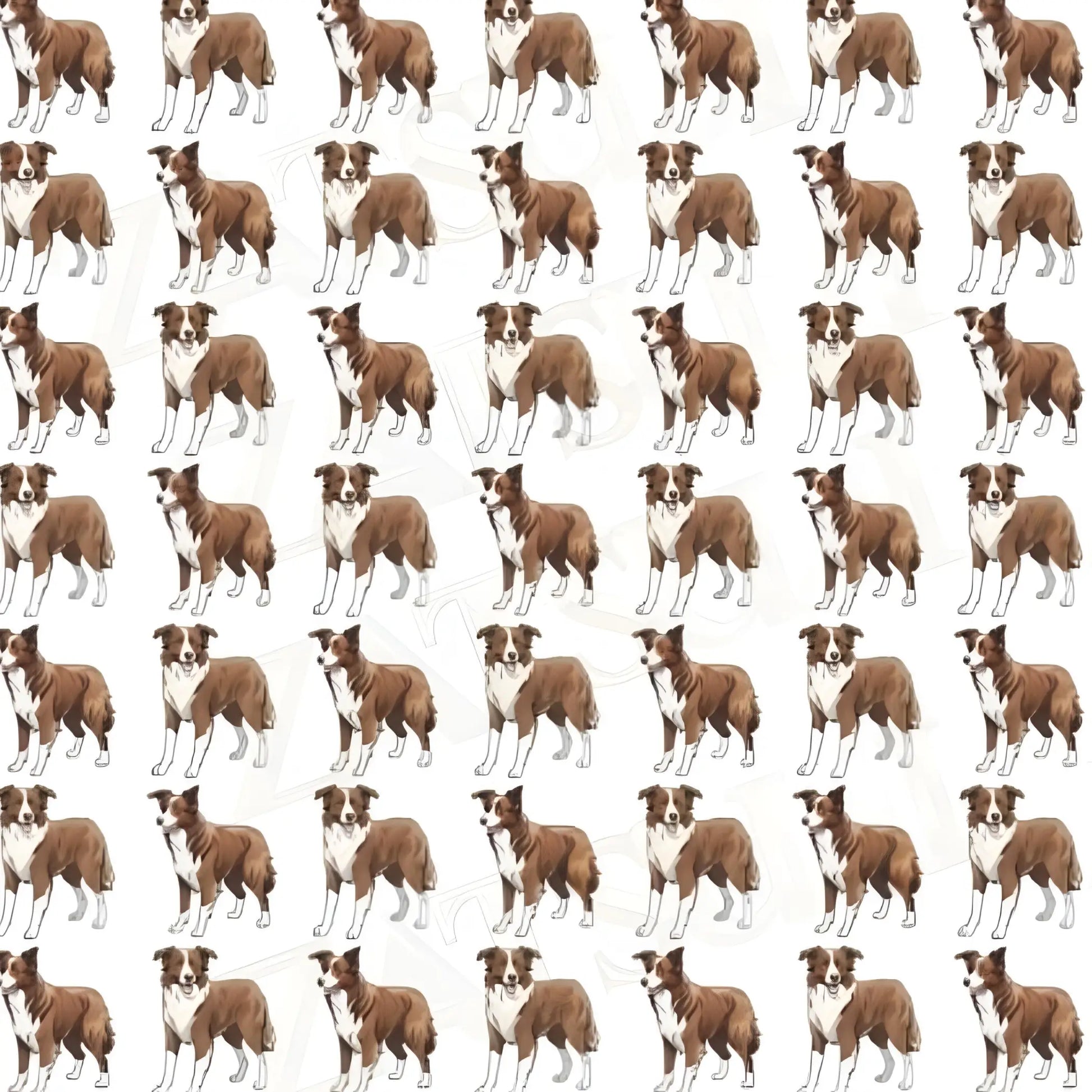 Chocolate and White Border Collie Wrapping Paper - Wrapping paper